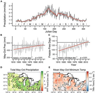 Pinus resinosa Tree-Ring Latewood Response to Daily-Scale Precipitation Variability at Lake Itasca, Minnesota